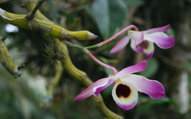Den. nobile