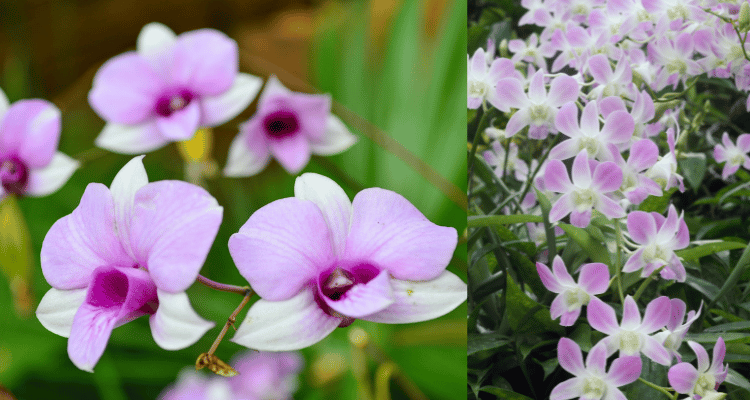 Dendrobium 02