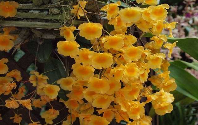 Dendrobium Agregatum 3