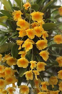 Dendrobium Agregatum