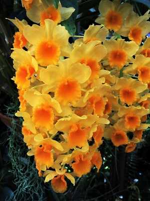 Dendrobium Chrysotoxum 3