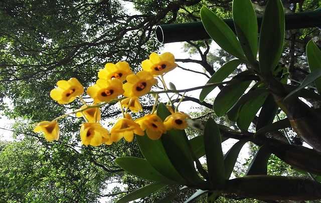 Dendrobium