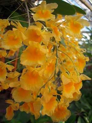 Dendrobium Lindleyi 2