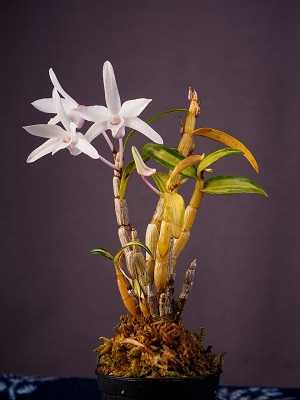 Dendrobium Moniliforme 2