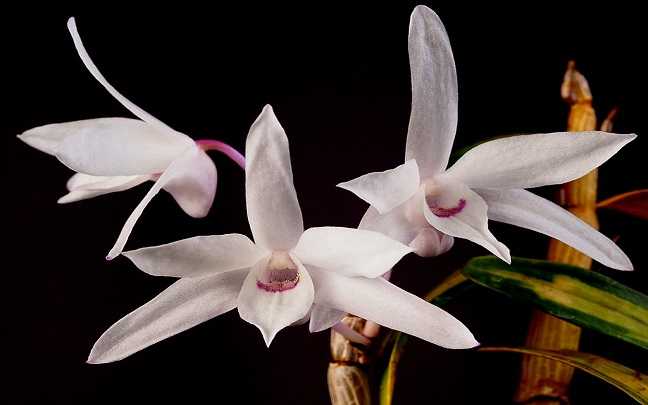 Dendrobium Moniliforme
