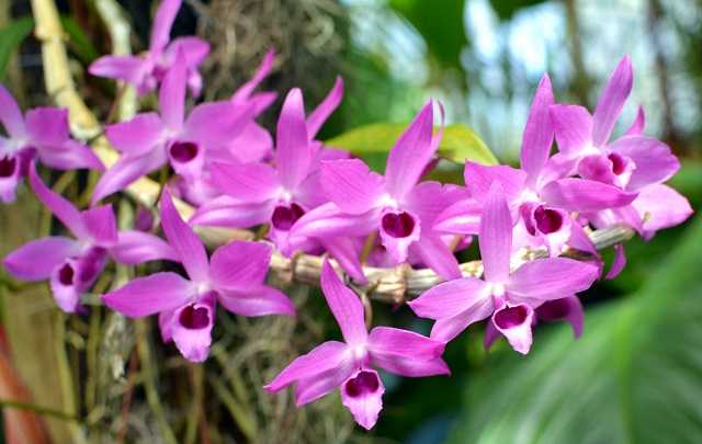 Dendrobium anosmum 3