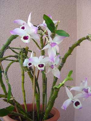 Dendrobium anosmum 6