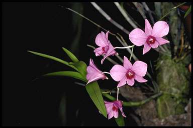 Dendrobium bigibbum MINI