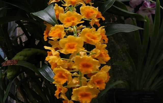 Dendrobium densiflorum 2