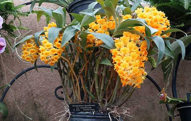 Dendrobium densiflorum