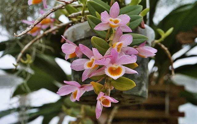 Dendrobium loddigesii