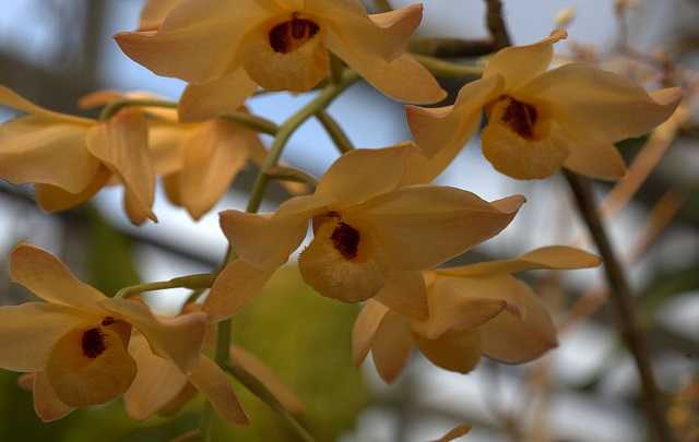 Dendrobium moschatum 1