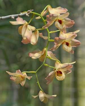 Dendrobium moschatum 2
