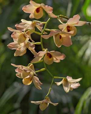 Dendrobium moschatum 3