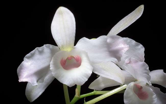 Dendrobium nobile alba