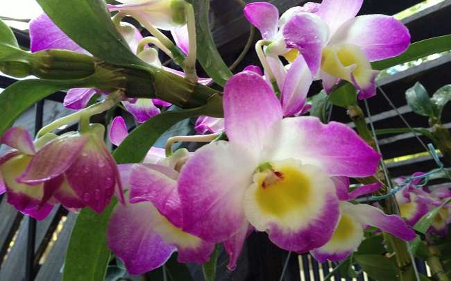 Dendrobium nobile 1