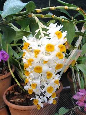 Dendrobium thyrsiflorum 2
