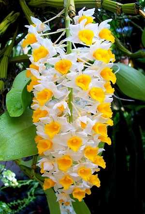 Dendrobium thyrsiflorum 3