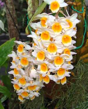 Dendrobium thyrsiflorum 4