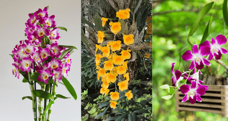Dendrobium