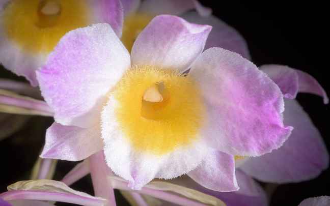 Dendrobium amabile