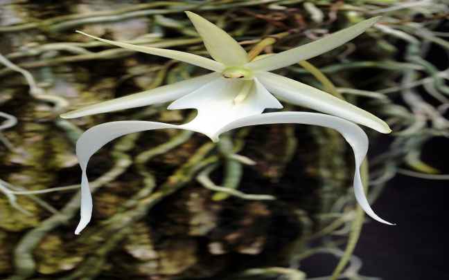 Dendrophylax_lindenii