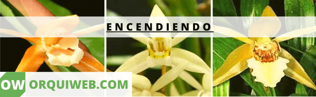 ENCENDIENDO 1