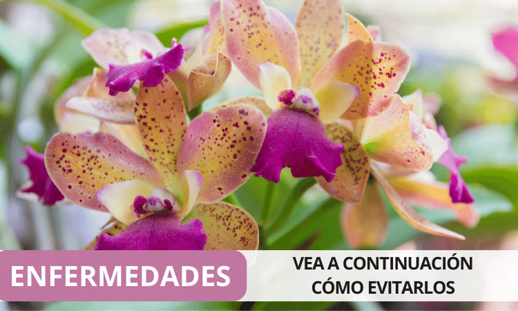 ENFERMEDADES