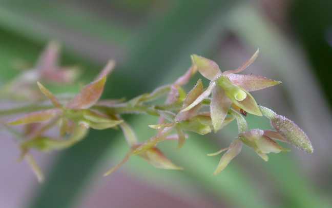 Epidendrum Lanium avicula