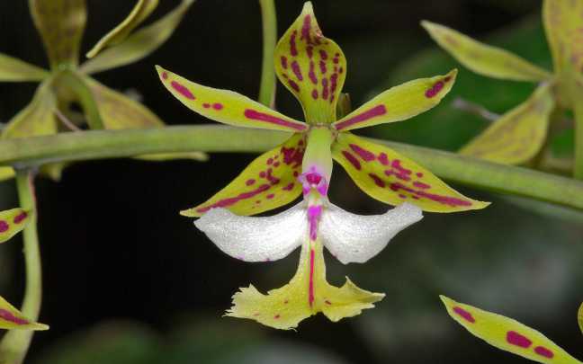 Epidendrum cristatum