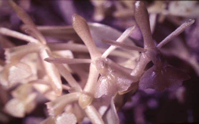 Epidendrum difforme