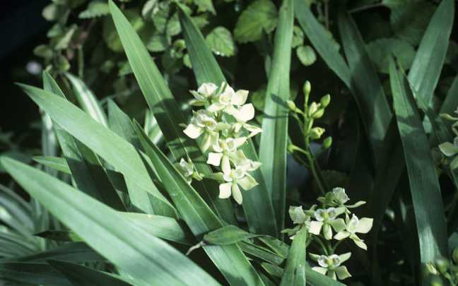 Epidendrum fragrans