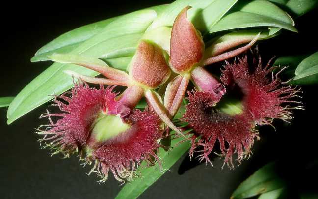 Epidendrum medusae