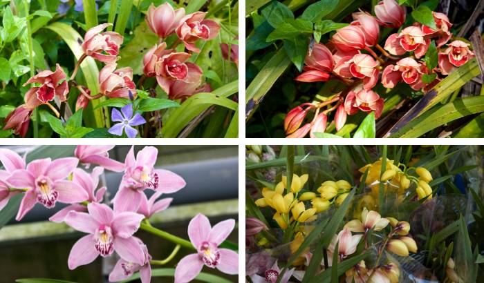 Especies de Cymbidium