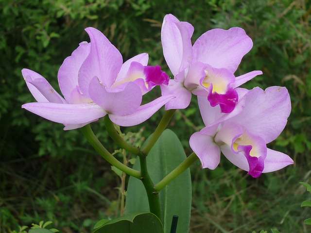 Especies de cattleya