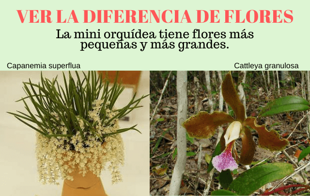 FLORES MINI ORQUIDEA 1