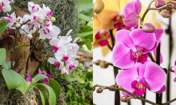 FLORES PHALAENOPSIS 01