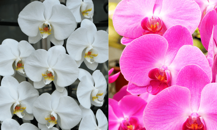 FLORES PHALAENOPSIS 02