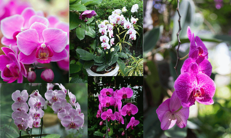 FLORES PHALAENOPSIS