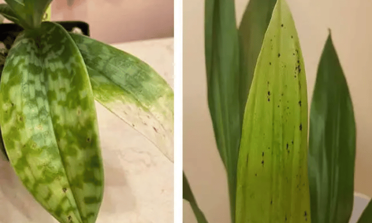 Falta de magnesio en las hojas de las orquideas
