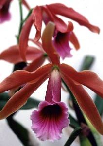 Flor 1