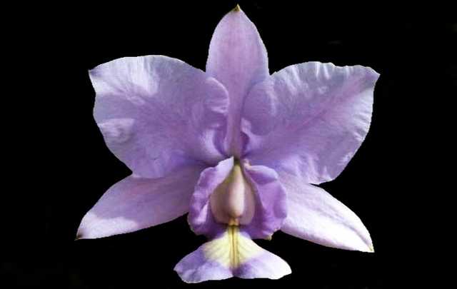 Flor Cattleya nobilior