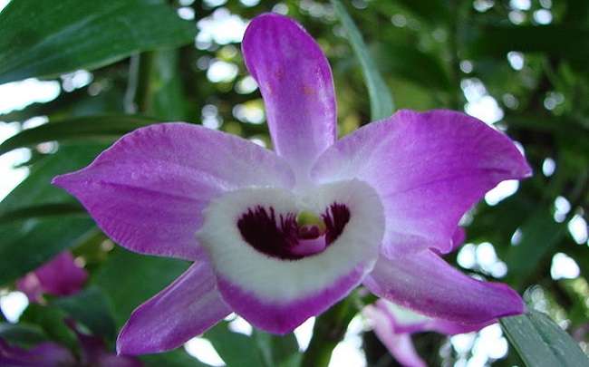 Flor da orquidea olho de boneca