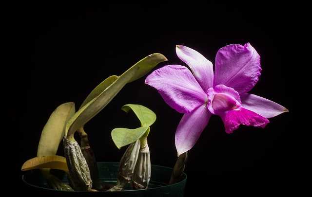 Flor de Maria
