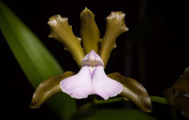 Flor