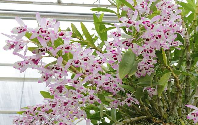 Flores 1