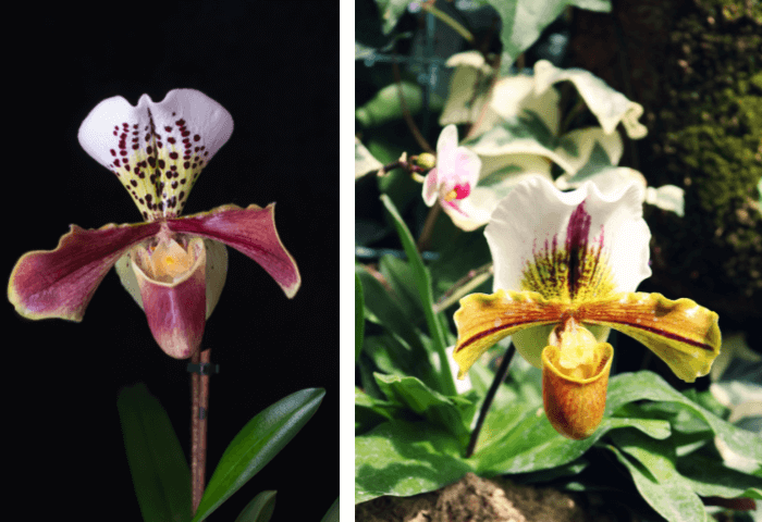 Flores Orquidea Zapatito 04
