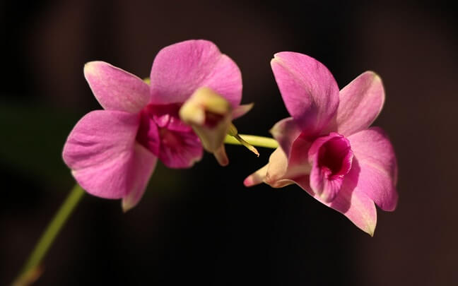 Flores de Dendrobium