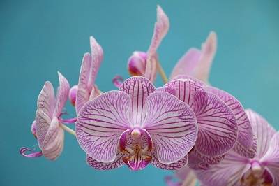 Flores de Phalaenopsis