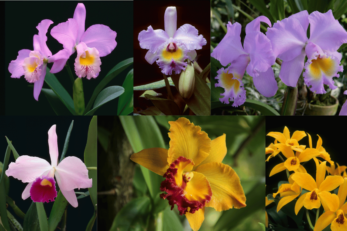 Flores de las orquideas Cattleyas 01a